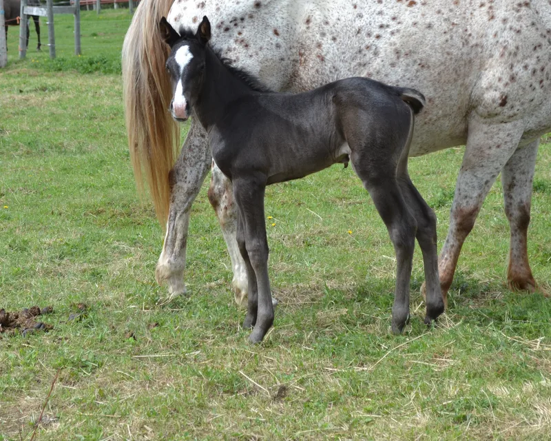 Image description